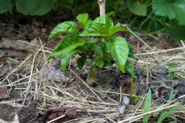 First time overwintering a pepper plant