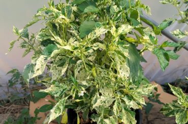 Variegated Sugar Rush Stripey Update