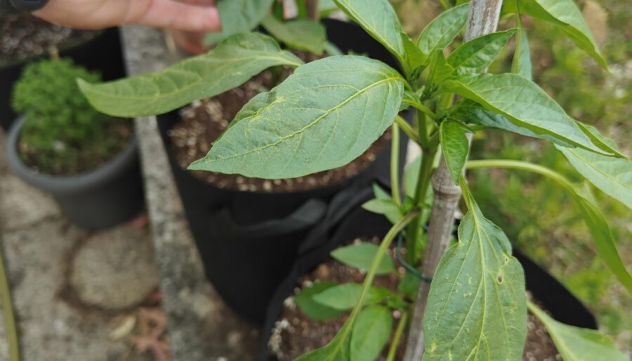 I think these leaves are really huge, maybe it’s the fish emulsion I put in? What do you think.