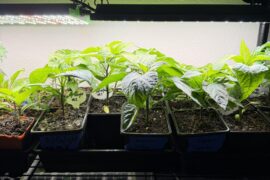 Are these ready to be up potted?
