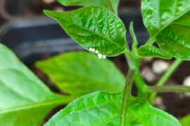 Who is making home on my pepper