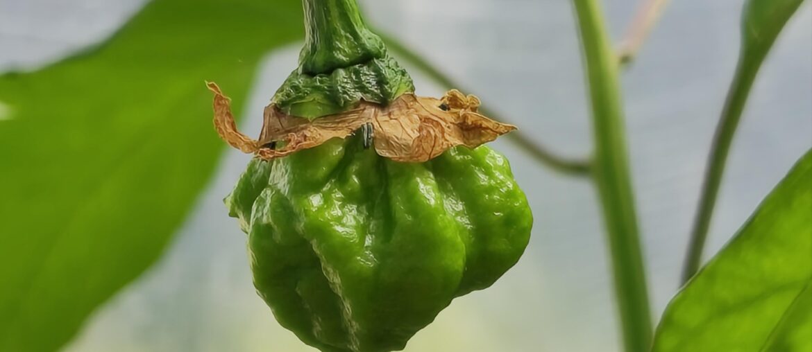 First few Carolina Reaper fruits. This one Is about 2-2.5cm across and 5 days since flower. How long should I expect for them to ripen?
