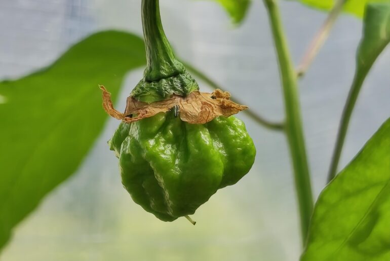 First few Carolina Reaper fruits. This one Is about 2-2.5cm across and 5 days since flower. How long should I expect for them to ripen?