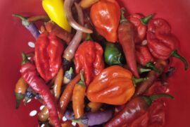 First substantial harvest
