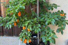 My Orange Habanero in its second year.