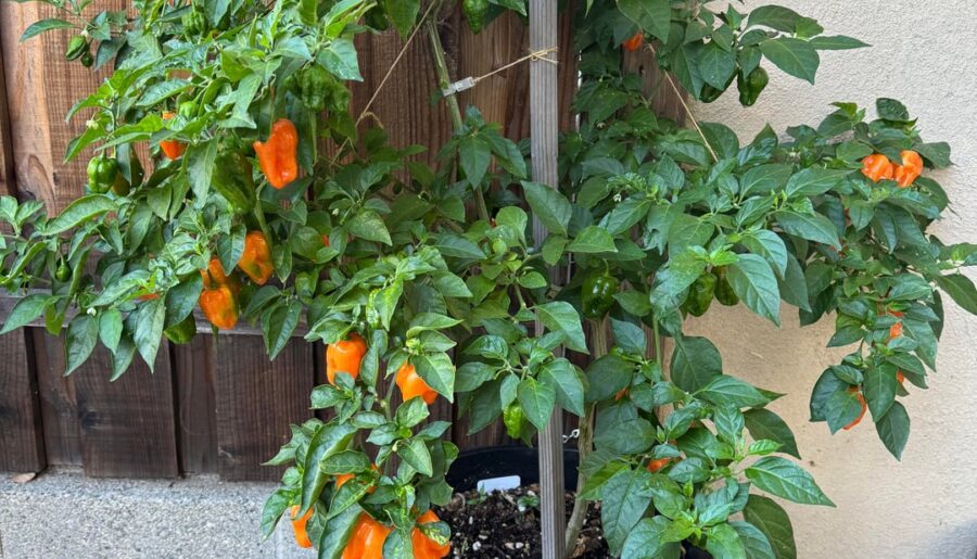My Orange Habanero in its second year.