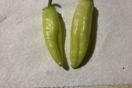 My first hot peppers I've ever grown!