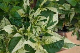 Variegated Sugar Rush Stripey Update