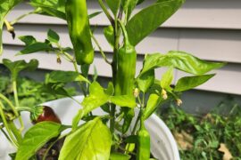 When should I be picking?