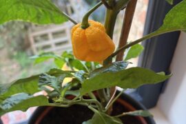 What did i grow?