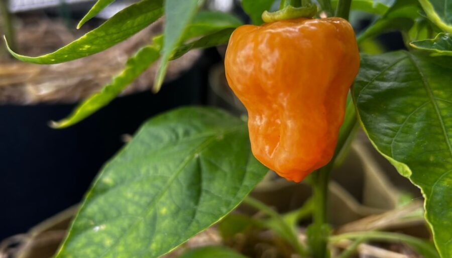 My mini habanero first harvest