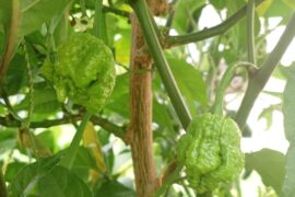 Carolina Reaper?