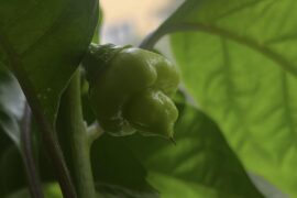 Bought habanero seeds in a hardware store (Germany), but what is this?