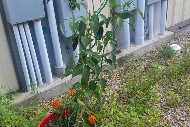 Newer pepper grower