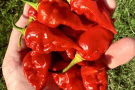 Darth Maul x Fatalii Gourmet Jigsaw