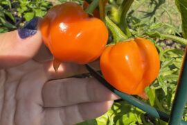 Habanots