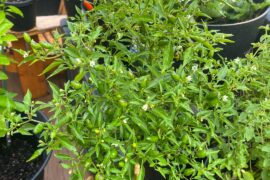 Thai Chili Pepper Question