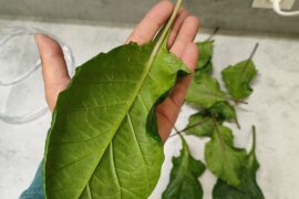 3 x Carolina Reaper F1 (?), 3 x Carolina Reaper vs Armagedon vs 7pot Red F2-F3