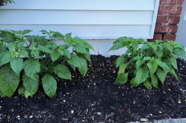 Progress. chocolate ghost left plant. habanero right plant.