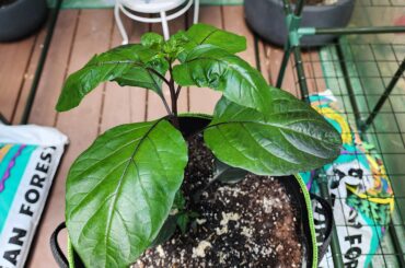 Leaf size and quanity of reaper