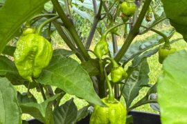 First Reapers of the season finally growing in Southern Ontario.