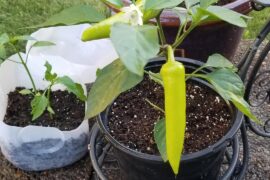 What is this pepper plant someone gave me, and when do I need to harvest from it?