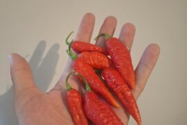 Pepper id
