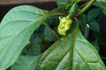 Yellow Carolina reaper