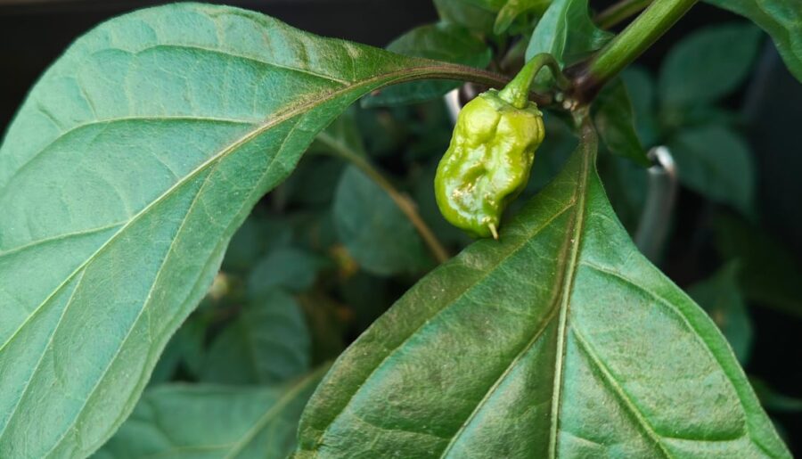 Yellow Carolina reaper