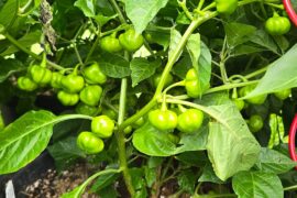 Jamaican Mushroom or Scotch Bonnet?