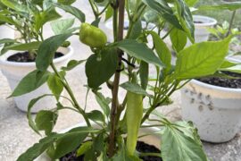 When should I pick these?