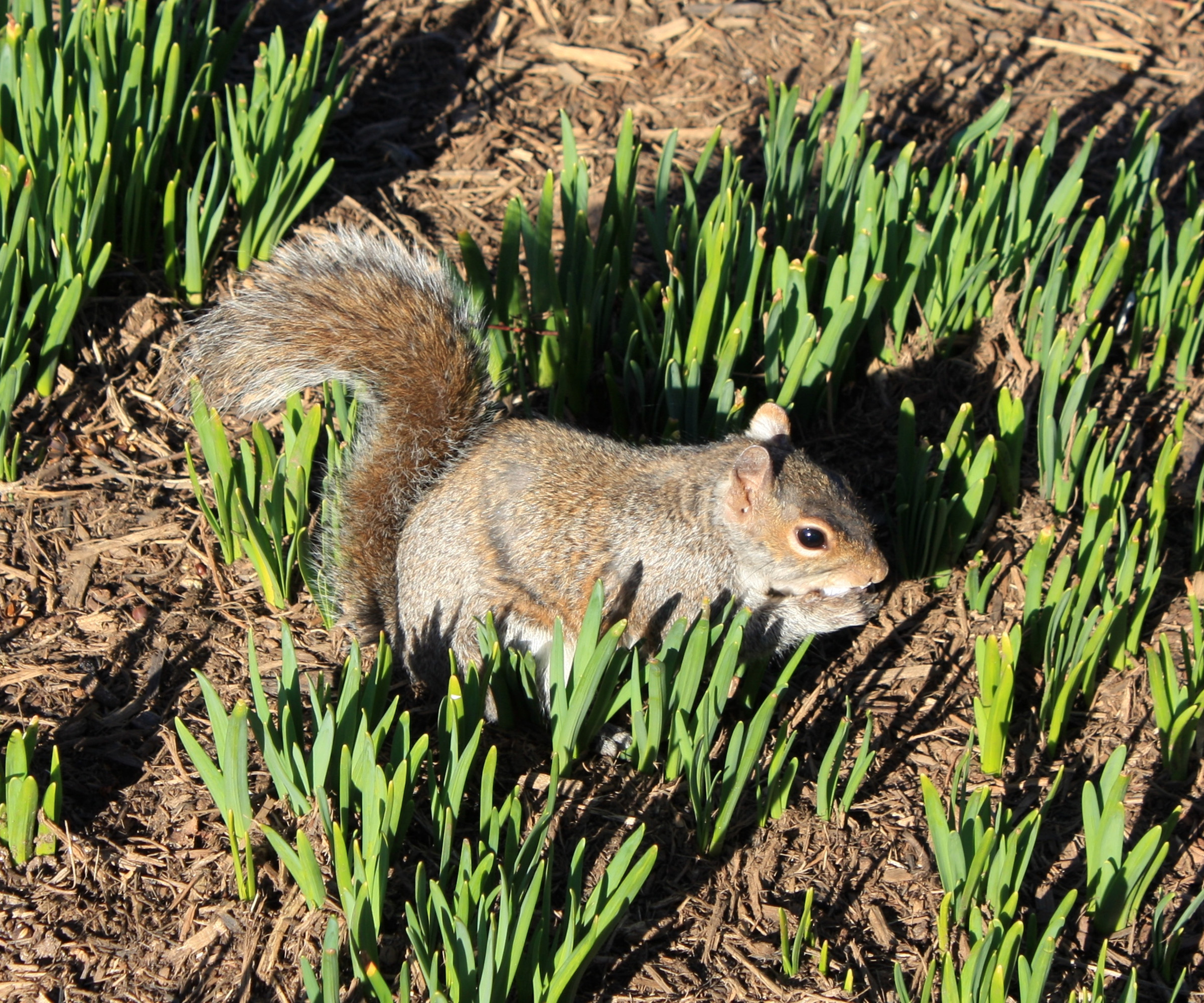 Squirrel among fresh bulb shoots