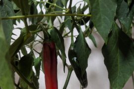Pepper ID