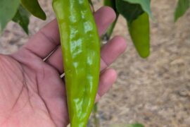 Hello pepper lovers. Pepper ID please.