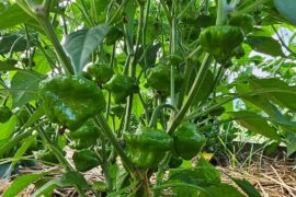 Scotch Bonnet or be damned!