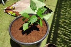 Habanero progress