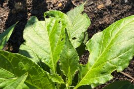 Tabasco Pepper help!