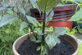 Remove the bottom growth?