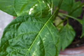 White streaks/marks on leaves