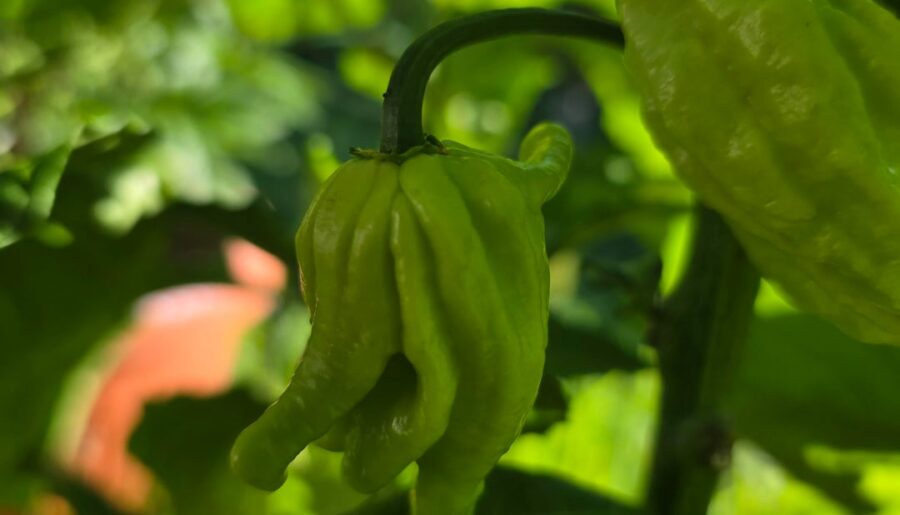 Weird mutation of my bhut jolokia plant