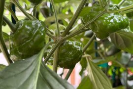 Mystery Pepper Identification