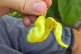 Brown spots on side of peppers?