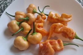 Mystery pepper from Stripey seeds