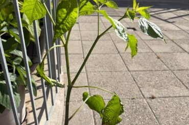 Prune off blackening leaves?
