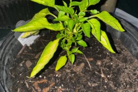 What’s going on with this plant