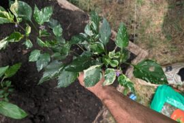 Variegated Gurl
