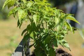 Capsicum Baccatum (Bishop's Crown) pepper, flower to fruit