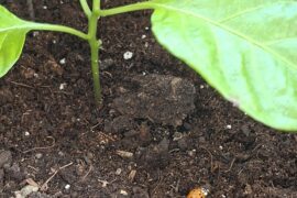 Ladybug deployed!