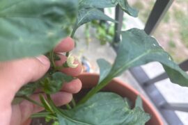My first flower