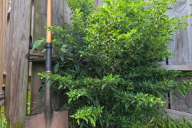 4-year-old chili Pequin bush